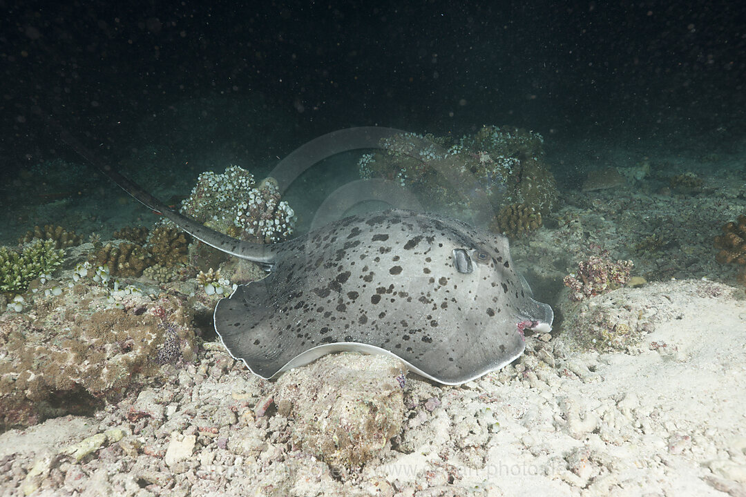 Blotched Fantail Stingray hunting at Night
