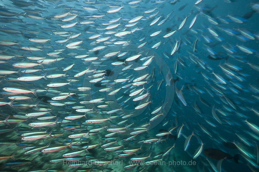 Shoal of Neon Fusilier
