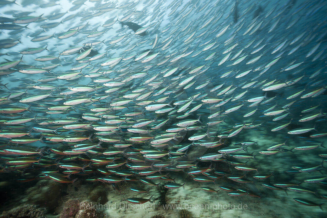 Shoal of Neon Fusilier