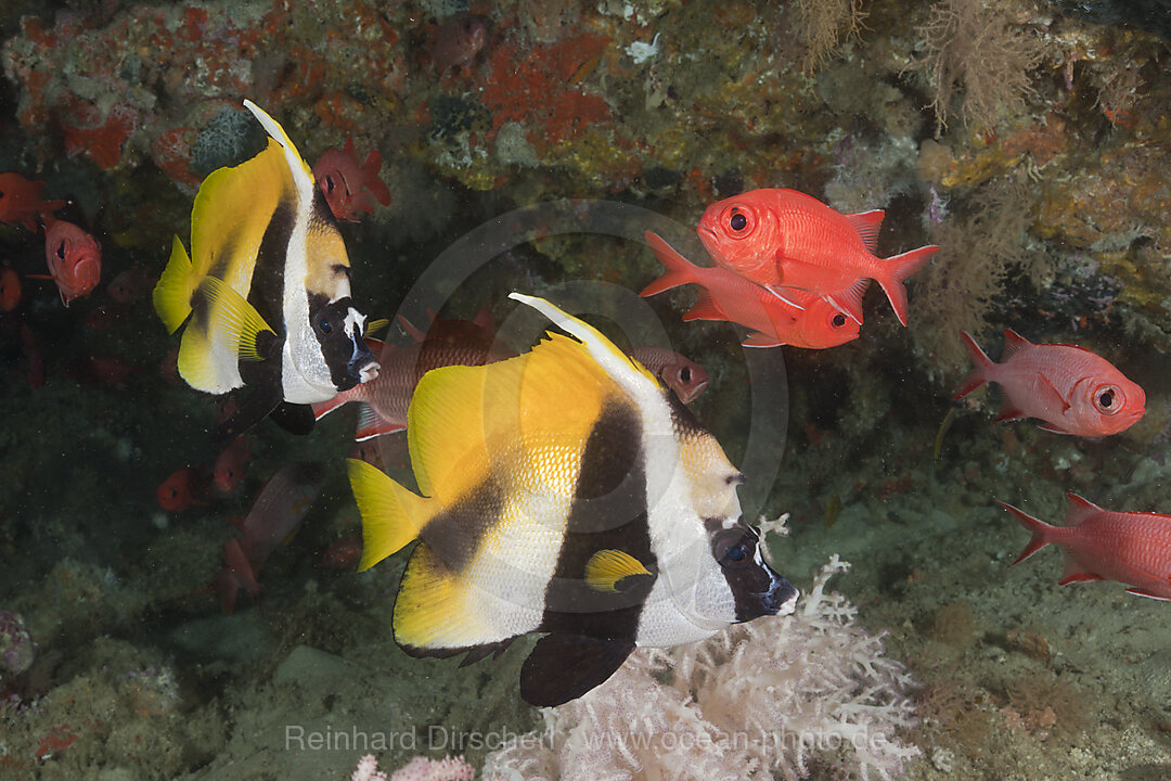 Masked Bannerfish