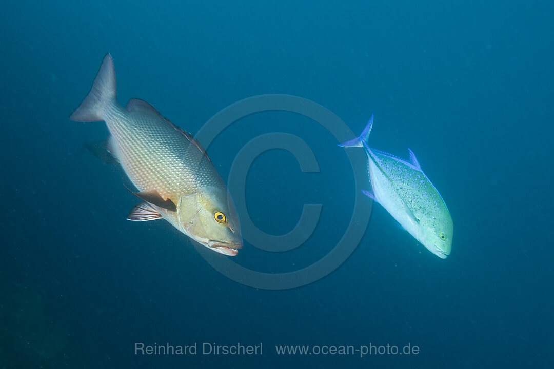Red Reef Snapper and Bluefin Trevally