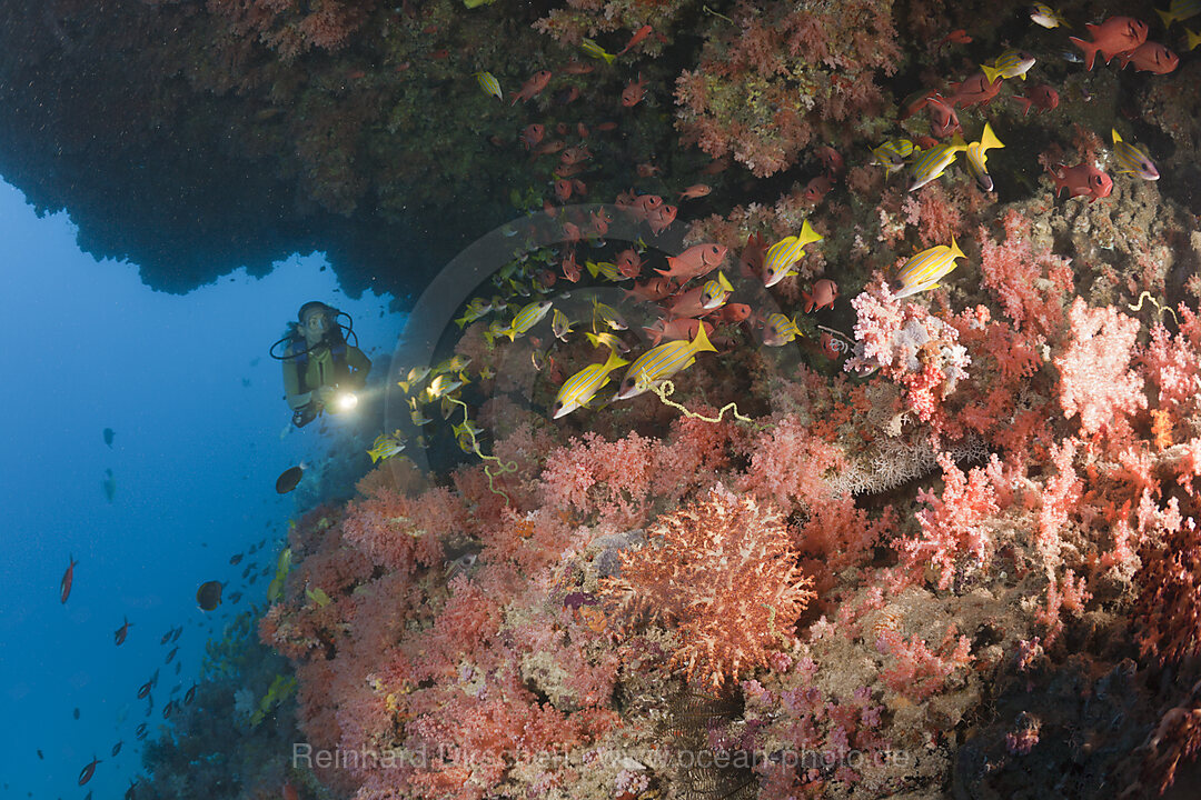 Scuba Diver in Coral Reef