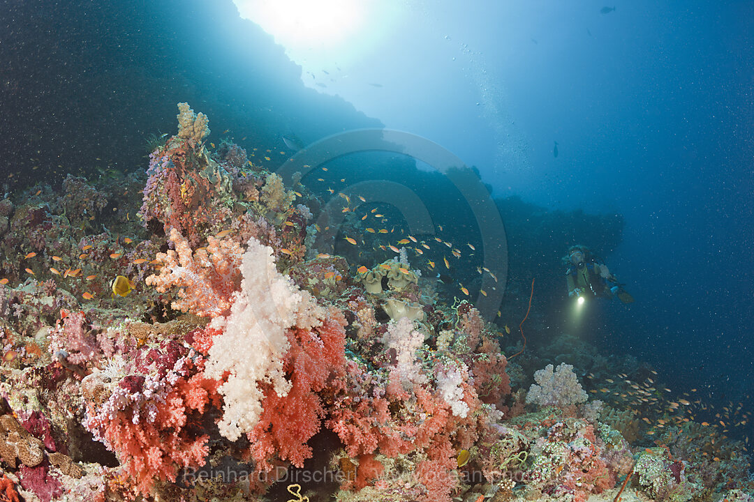 Buntes Korallenriff und Taucher, Himendhoo Thila, Nord Ari Atoll, Malediven