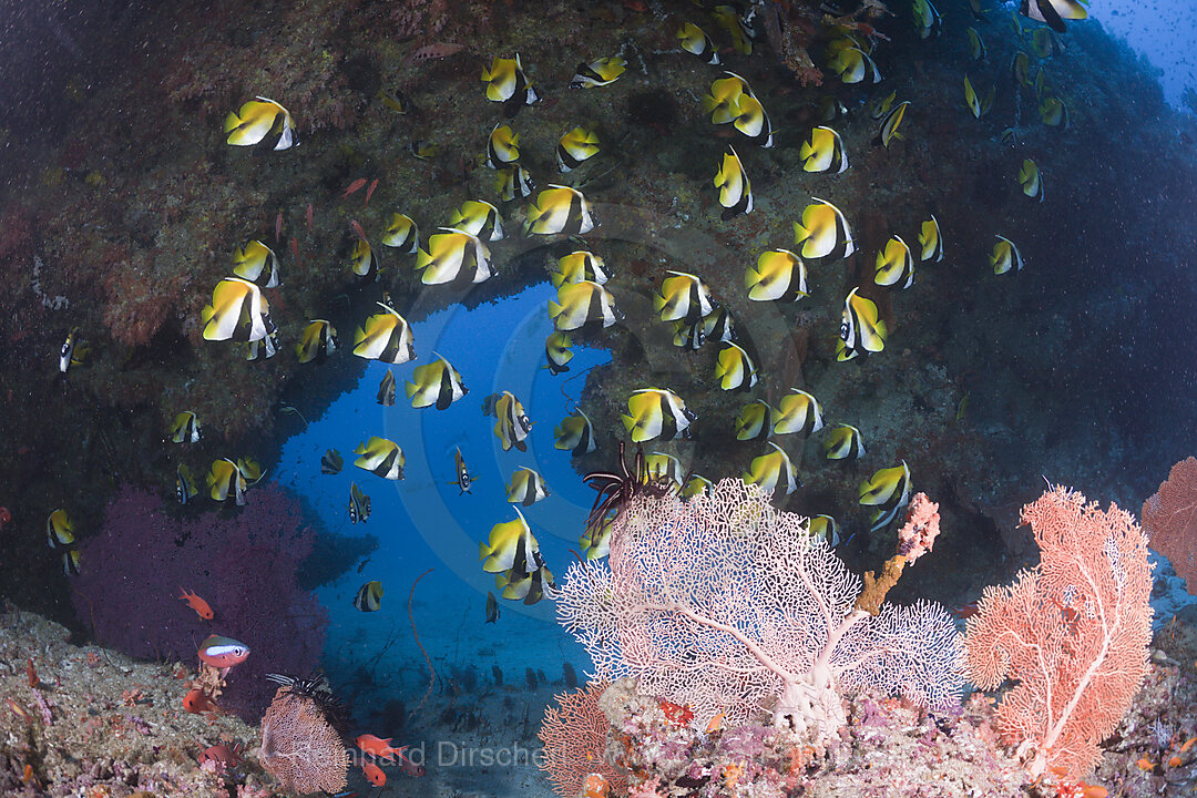 Masked Bannerfish
