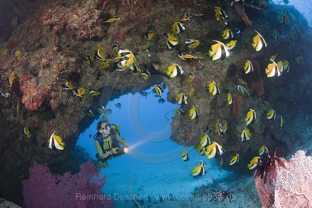Masked Bannerfish and Diver