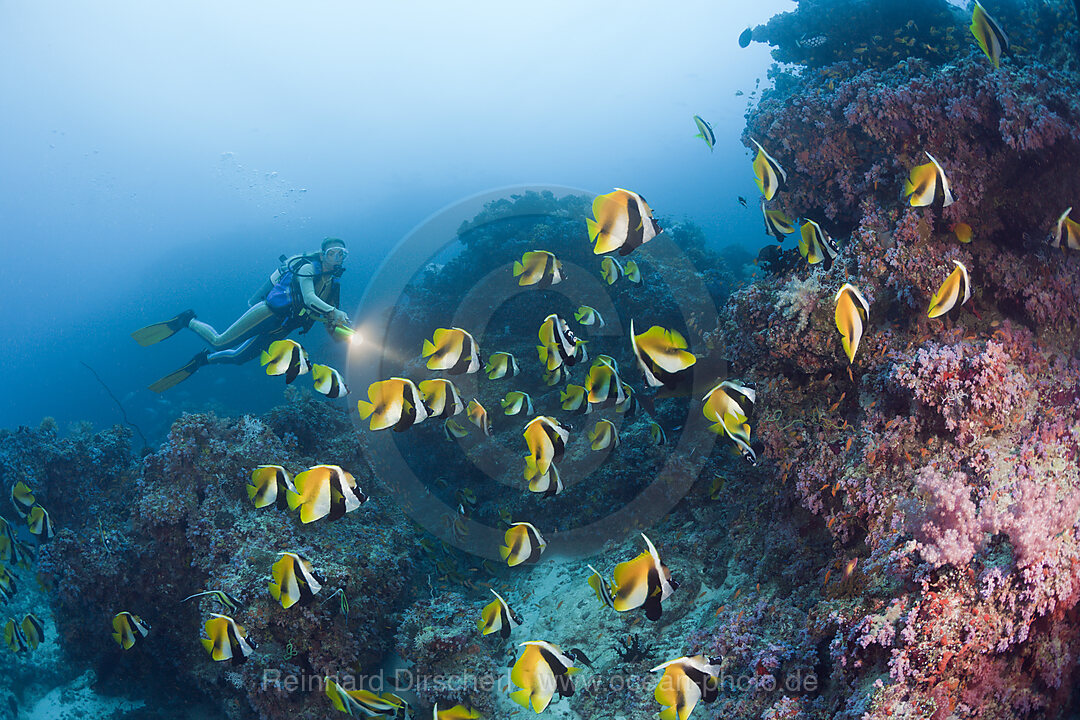 Masked Bannerfish and Diver