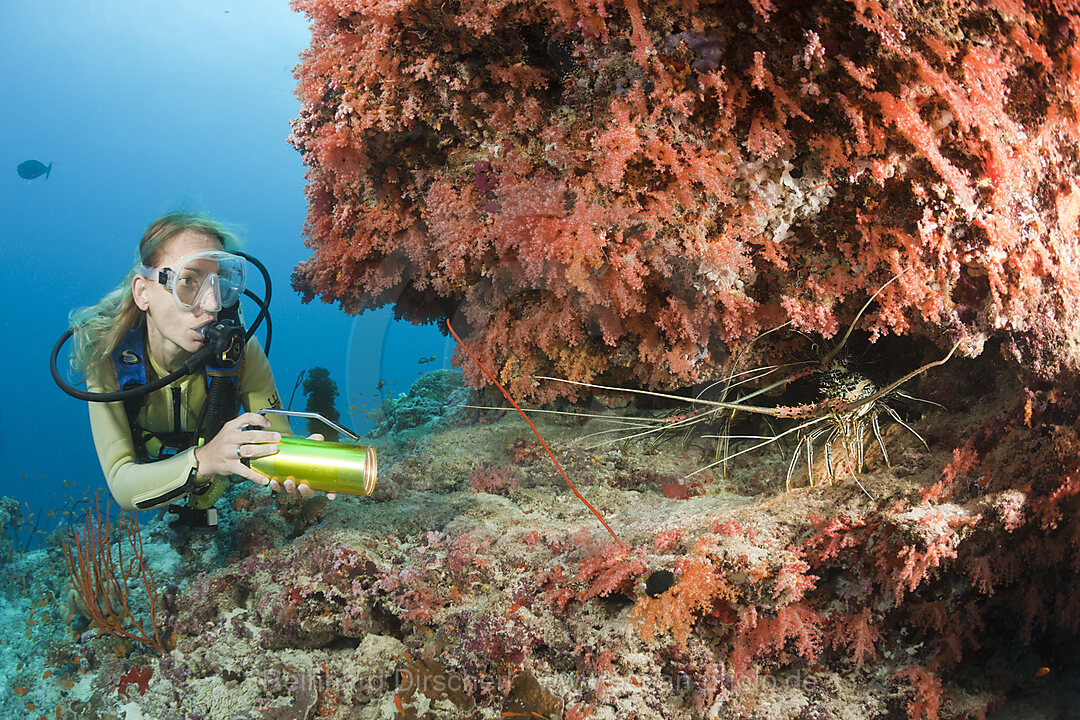 Diver finds Painted Rock Lobster