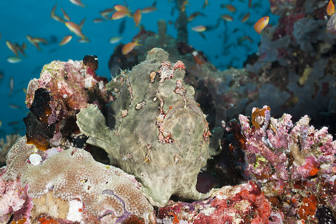 Green Giant Frogfish