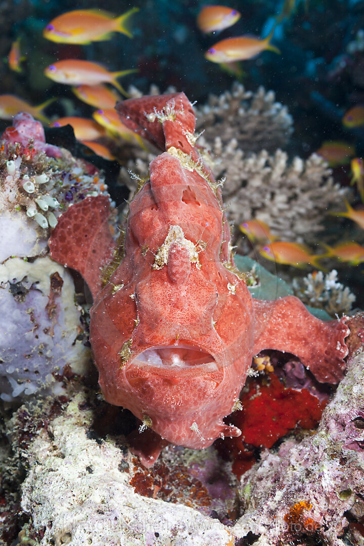Roter Rundflecken-Anglerfisch