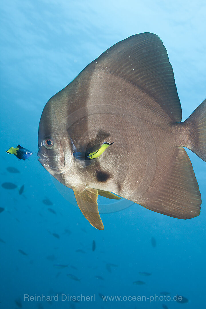 Bicolor Cleaner Wrasse cleaning Longfin Batfish