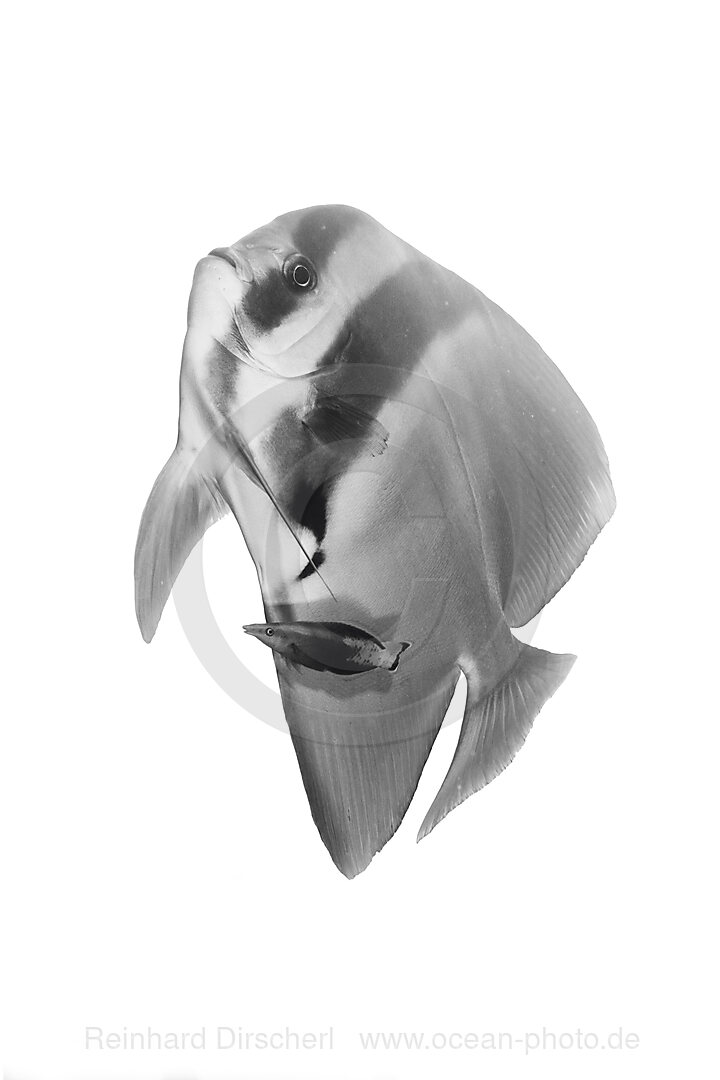 Longfin Batfish and Bicolor Cleaner Wrasse