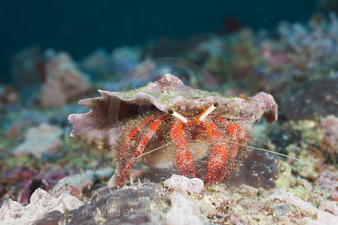 Rote Einsiedlerkrabbe, Diogenidae, Nord Ari Atoll, Malediven