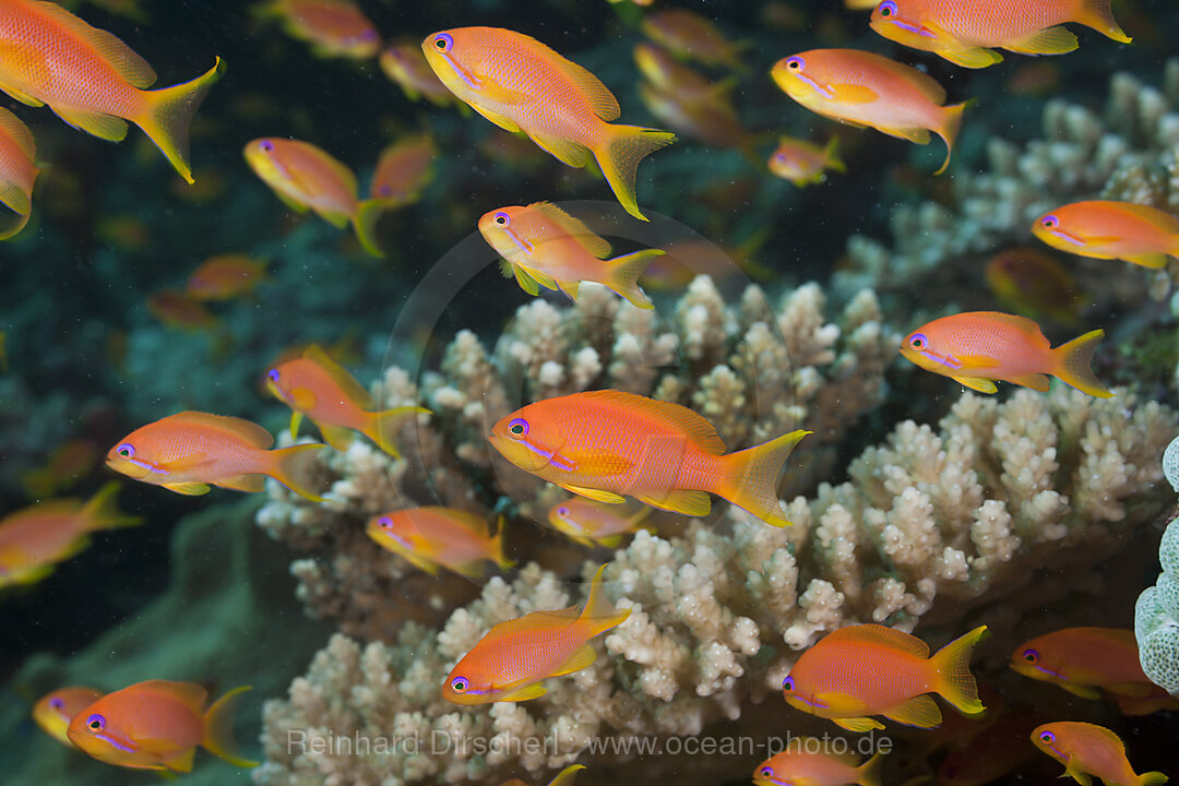 Lyretail Anthias in Coral Reef