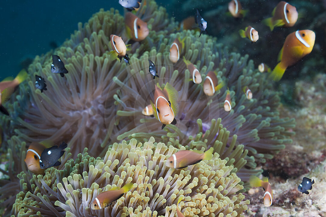 Malediven-Anemonenfische in Prachtanemonen