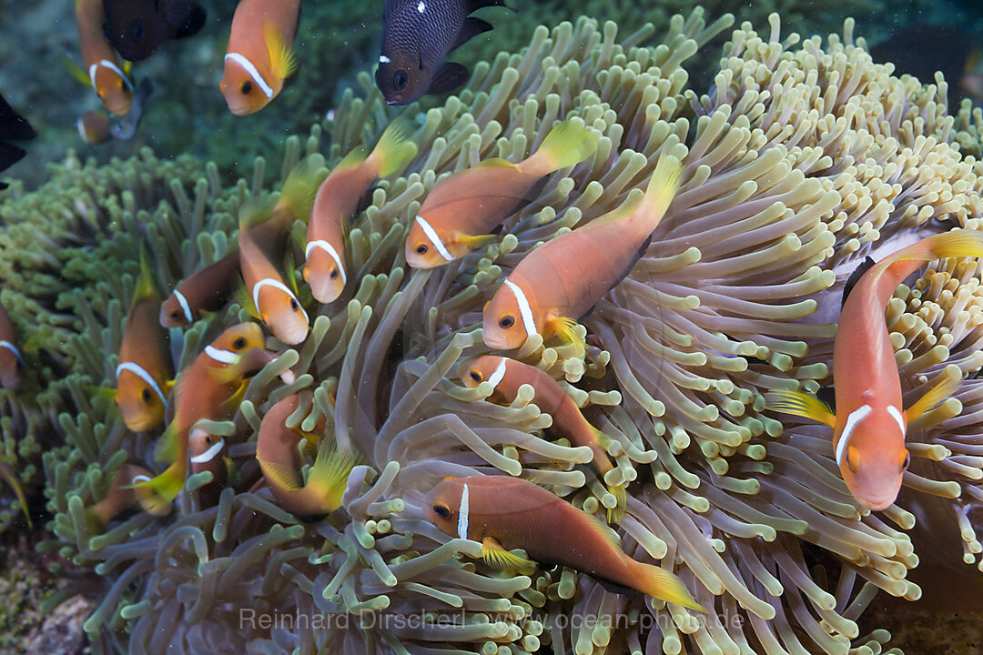 Malediven-Anemonenfische in Prachtanemonen, Amphiprion nigripes, Heteractis magnifica, Nord Ari Atoll, Malediven