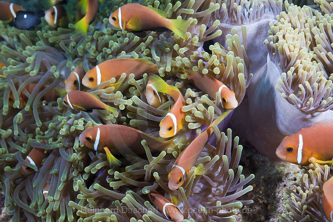 Maldives Anemonefish in Magnificent Anemone