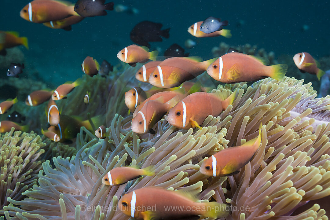 Malediven-Anemonenfische in Prachtanemonen, Amphiprion nigripes, Heteractis magnifica, Nord Ari Atoll, Malediven