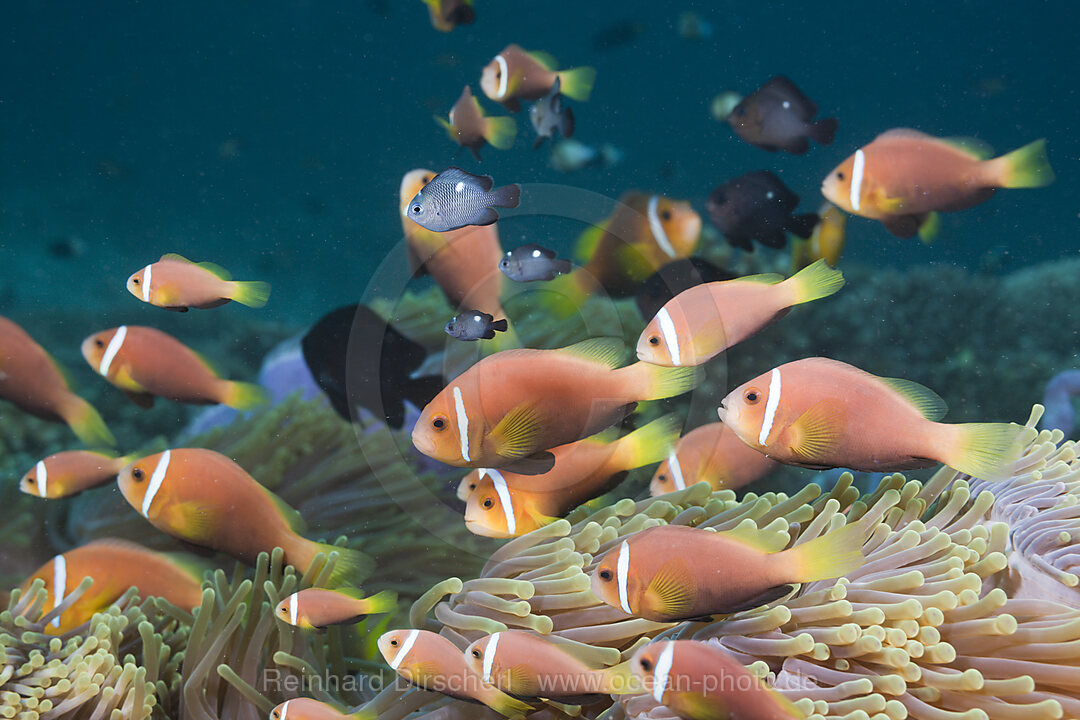 Maldives Anemonefish in Magnificent Anemone