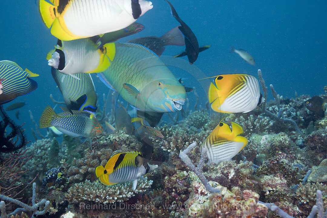 Coralfishes on Coral Reef