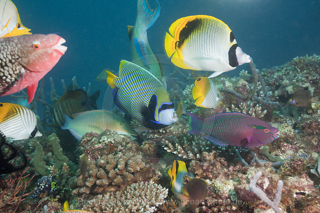 Coralfishes on Coral Reef