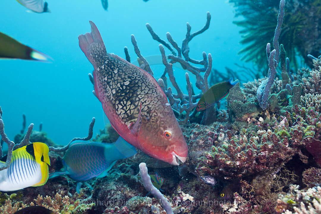 Coralfishes on Coral Reef