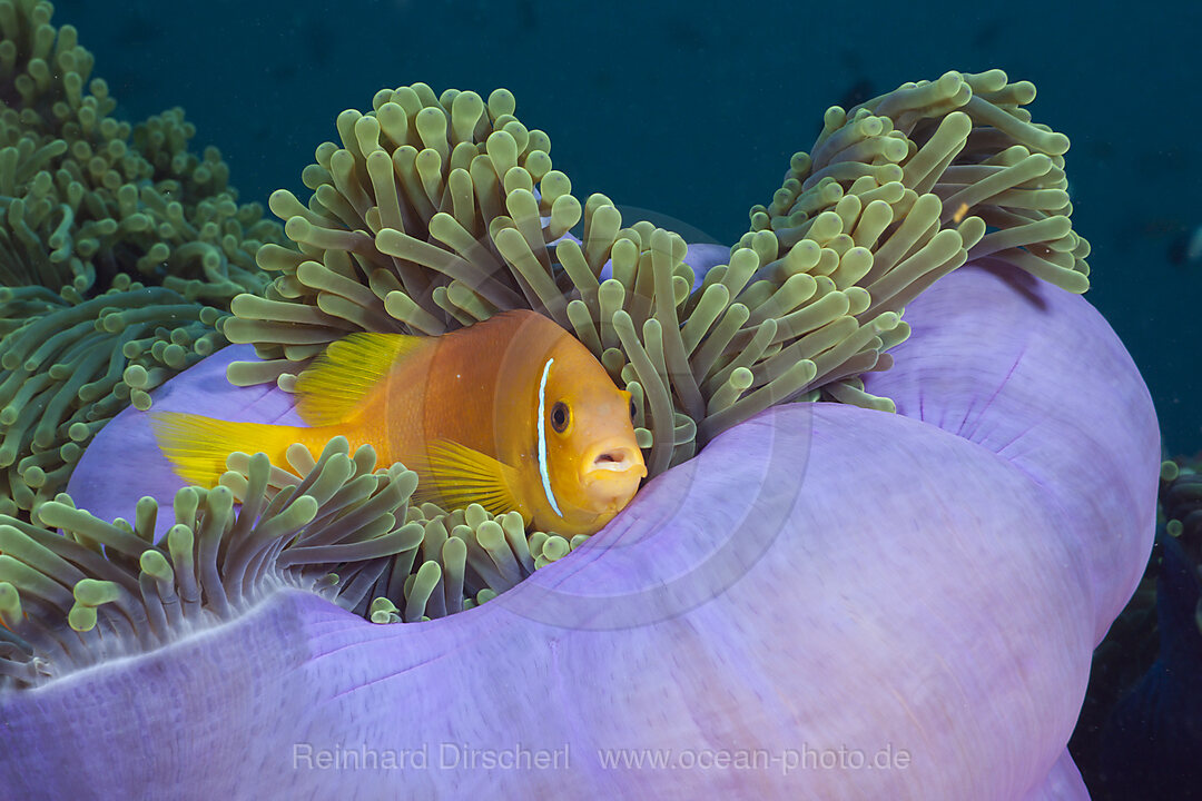 Malediven-Anemonenfisch in Prachtanemone