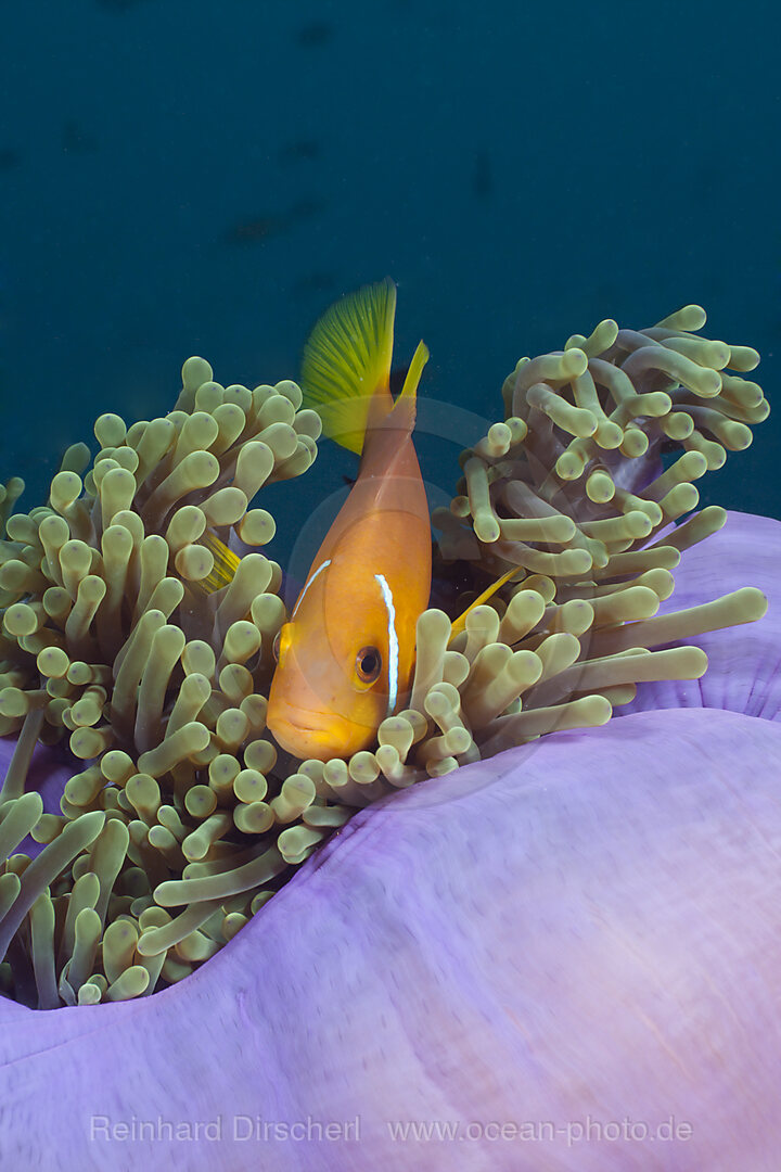 Malediven-Anemonenfisch in Prachtanemone