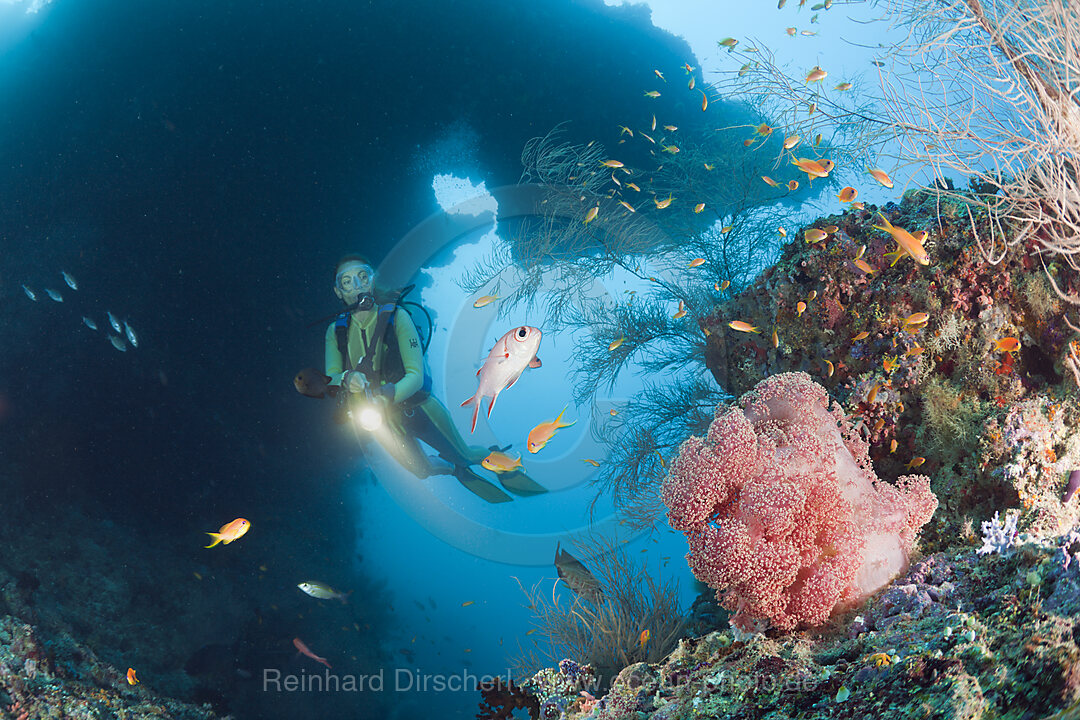 Diver and Red Soft Coral