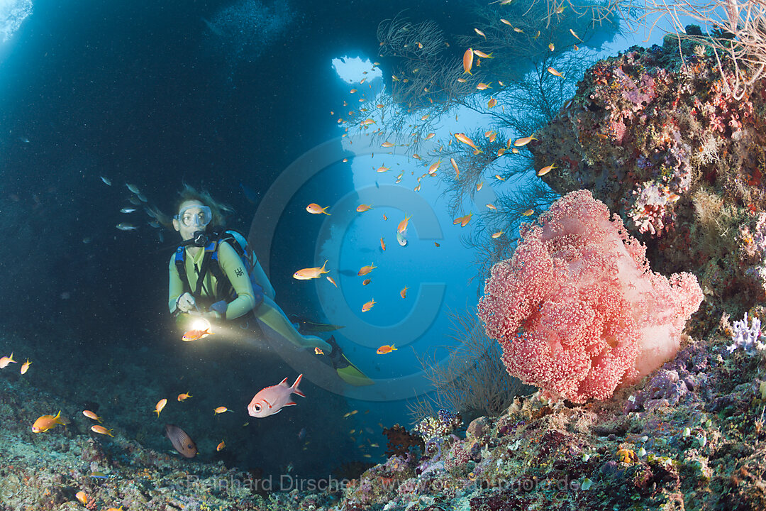 Red Soft Coral and Diver
