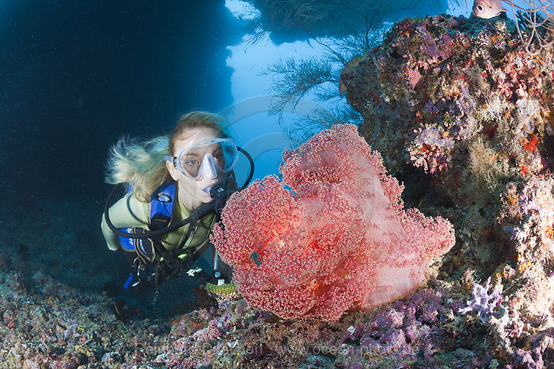 Red Soft Coral and Diver