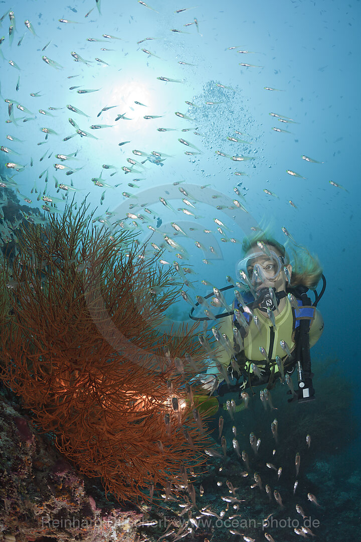 Diver and Black Coral