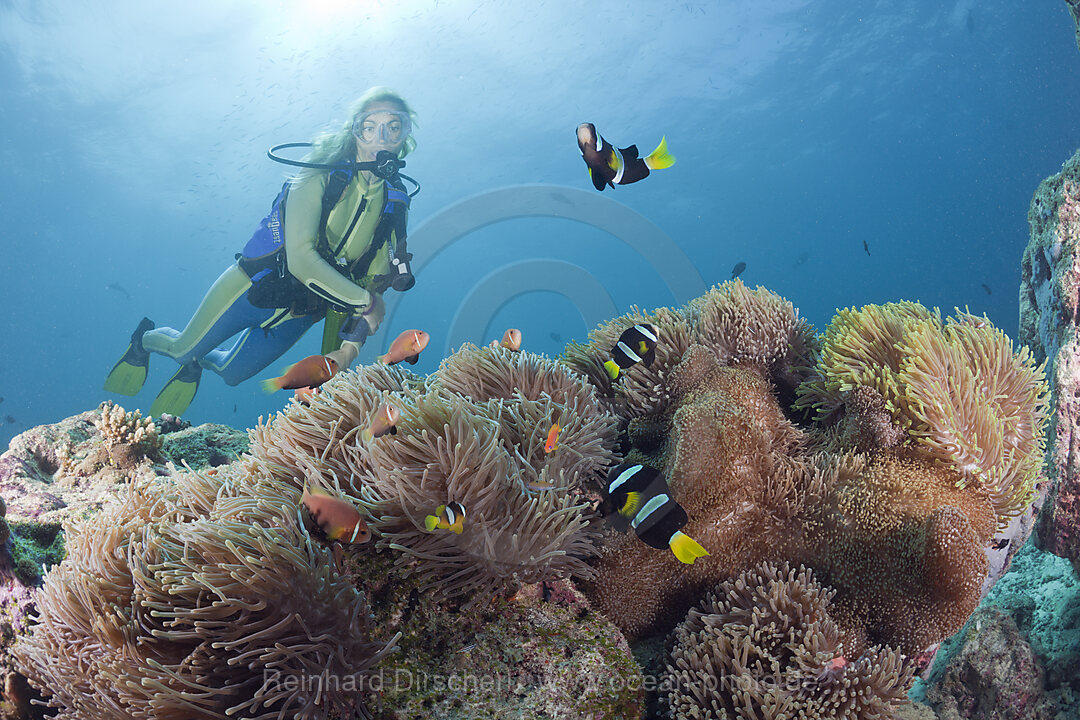 Taucher und Prachtanemone mit Malediven-Anemonenfische und Clarks Anemonenfische