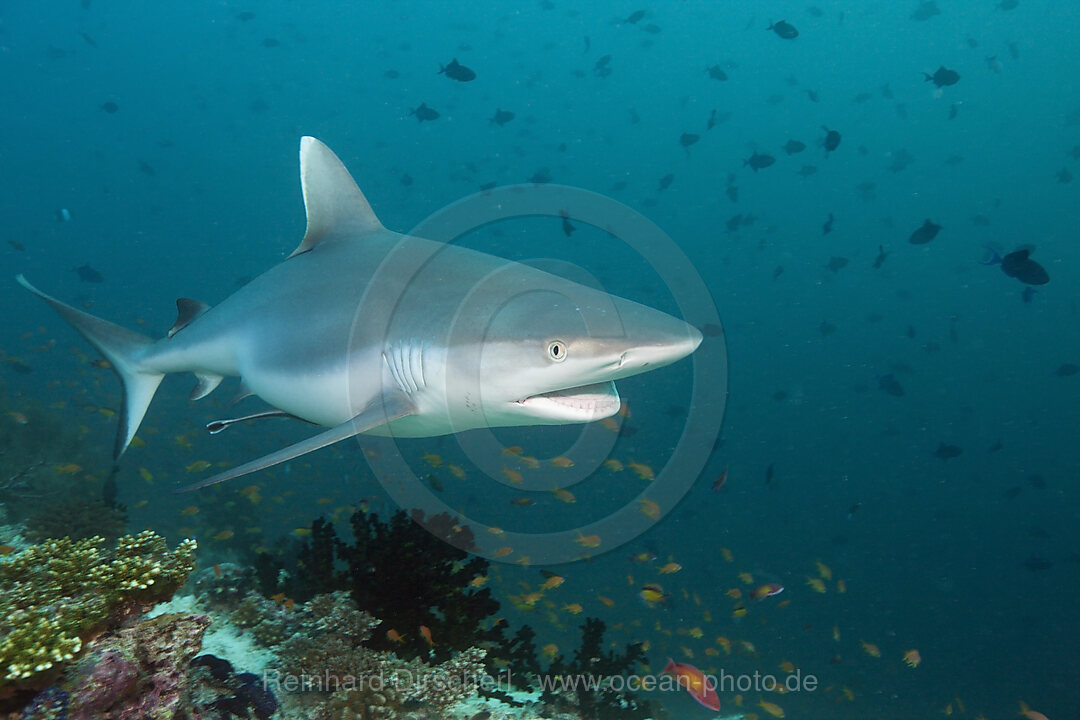 Grauer Riffhai, Carcharhinus amblyrhynchos, Hafsaa Thila, Nord Ari Atoll, Malediven