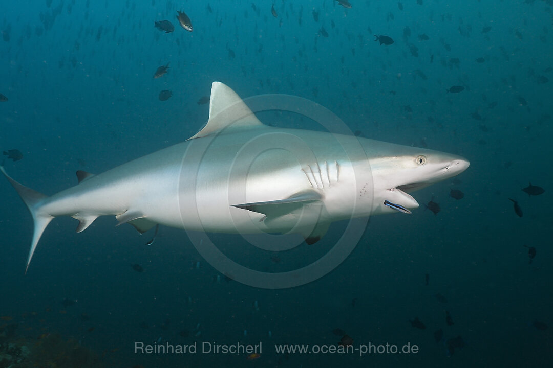 Grauer Riffhai mit Putzerfisch, Carcharhinus amblyrhynchos, Labroides dimidiatus, Hafsaa Thila, Nord Ari Atoll, Malediven