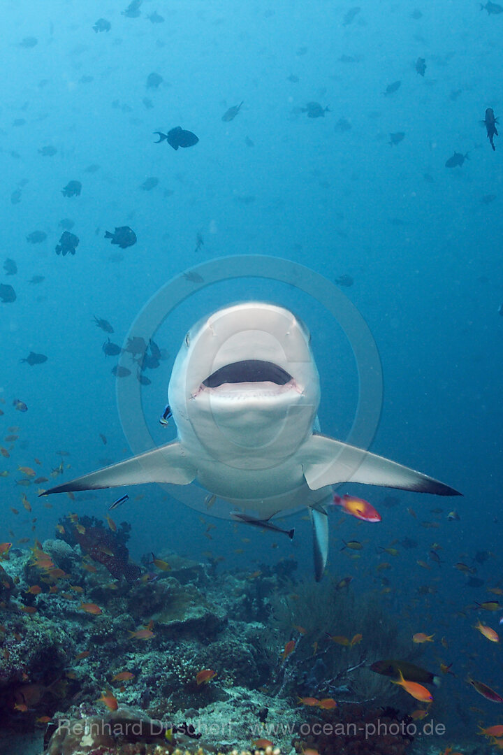 Grauer Riffhai mit geoeffneten Maul, Carcharhinus amblyrhynchos, Hafsaa Thila, Nord Ari Atoll, Malediven