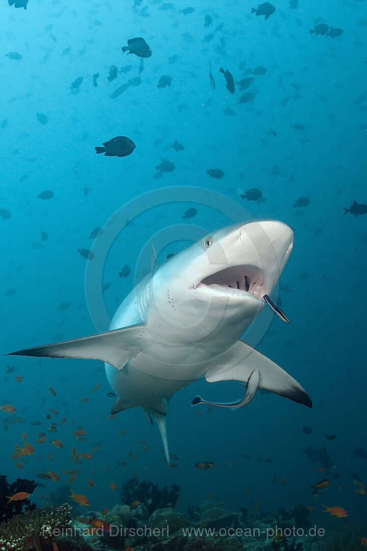 Grey Reef Shark with Cleaner Wrasse