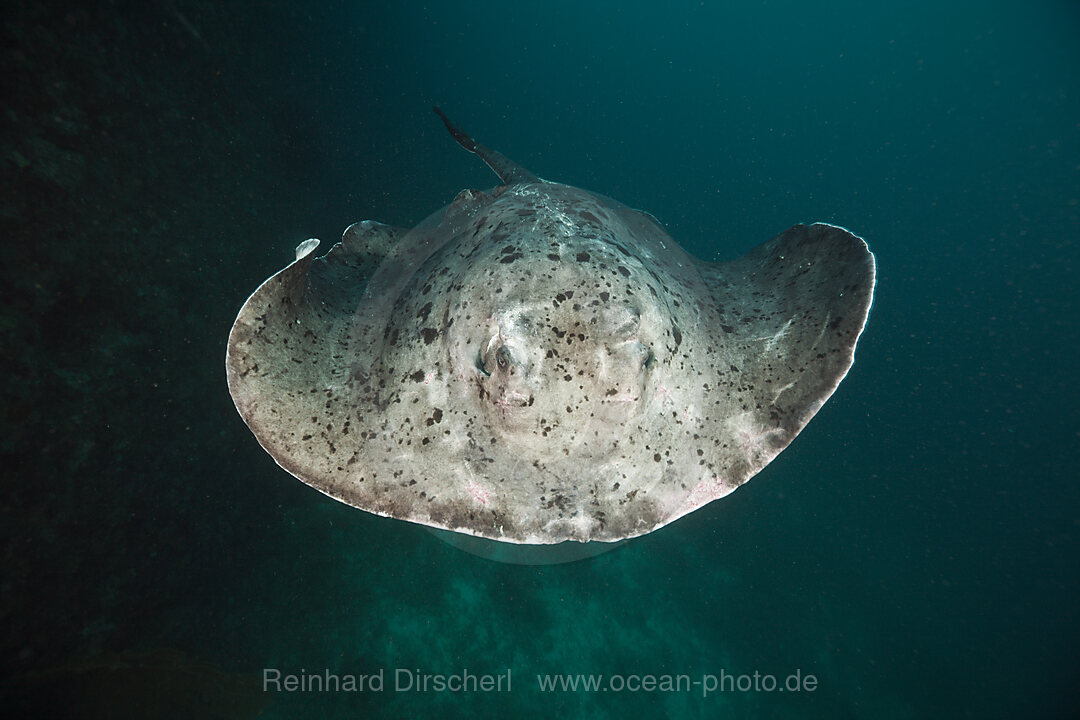 Blotched Fantail Stingray