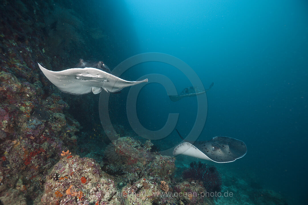 Schwarzpunkt-Stechrochen, Taeniura meyeni, Ellaidhoo Hausriff, Nord Ari Atoll, Malediven