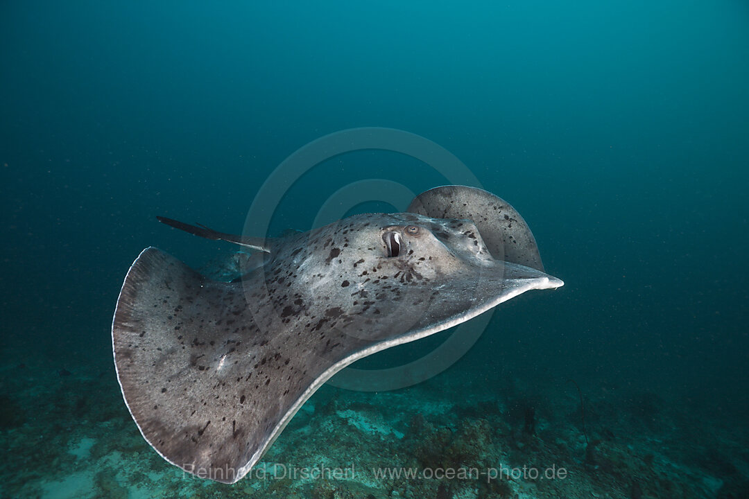 Blotched Fantail Stingray