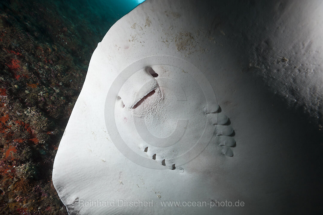 Blotched Fantail Stingray
