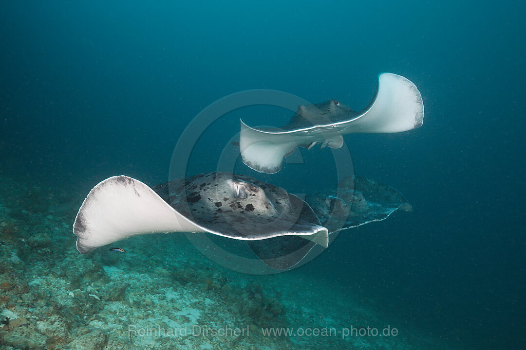 Group of Blotched Fantail Stingray