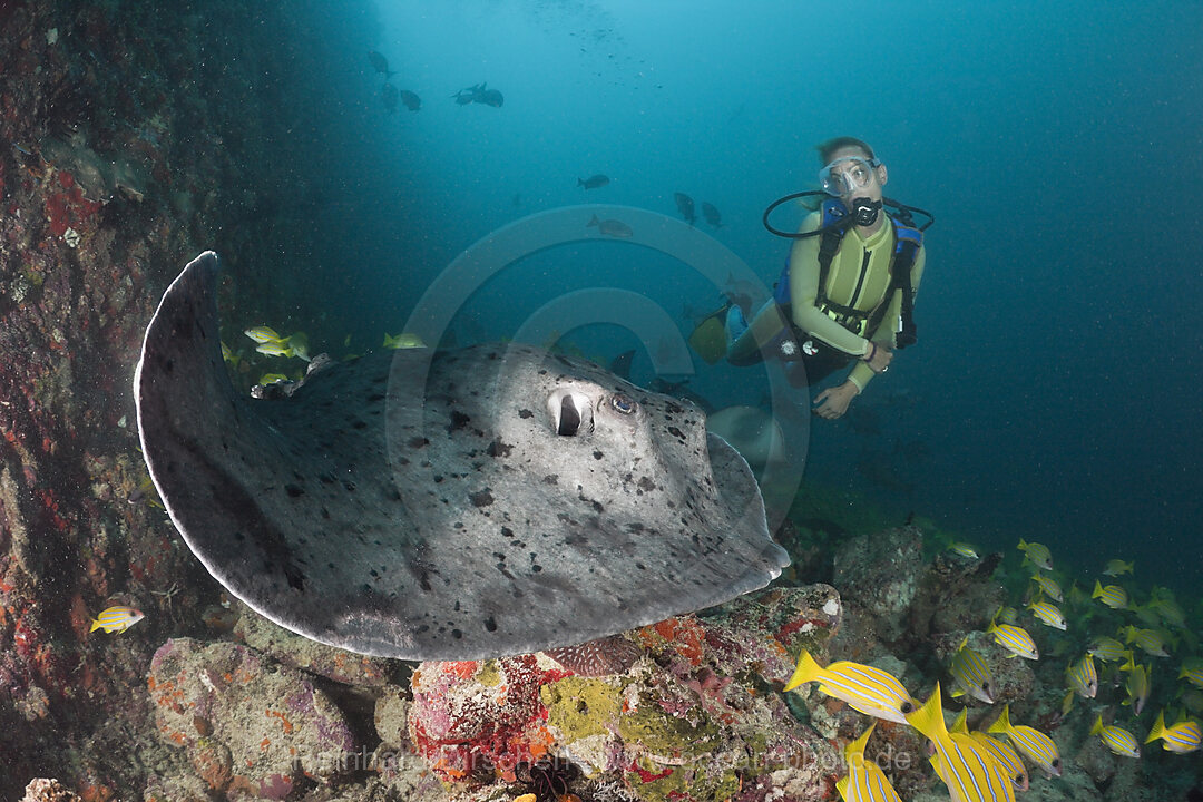 Diver and Blotched Fantail Stingray