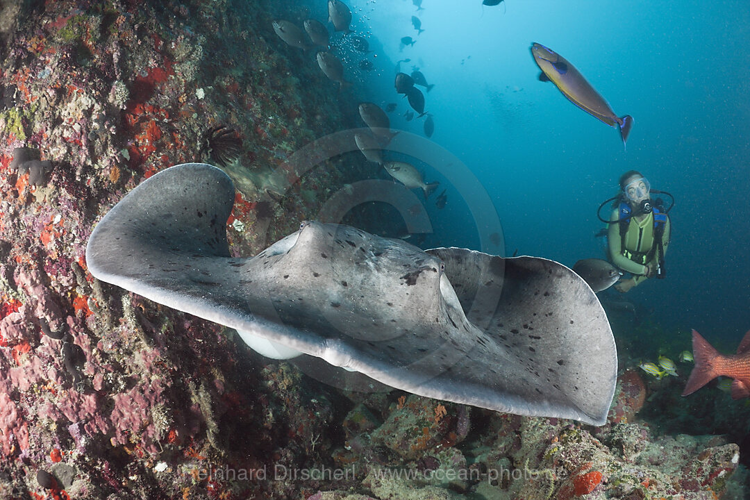 Taucher und Schwarzpunkt-Stechrochen, Taeniura meyeni, Ellaidhoo Hausriff, Nord Ari Atoll, Malediven