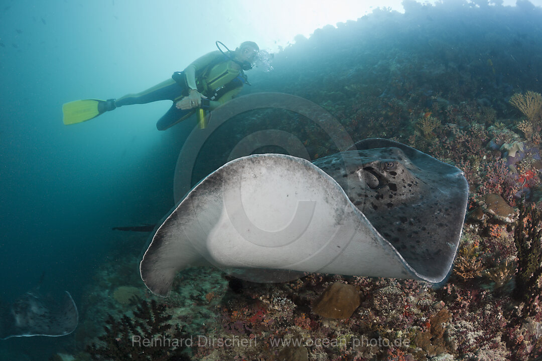 Diver and Blotched Fantail Stingray, Taeniura meyeni, Ellaidhoo House Reef, North Ari Atoll, Maldives