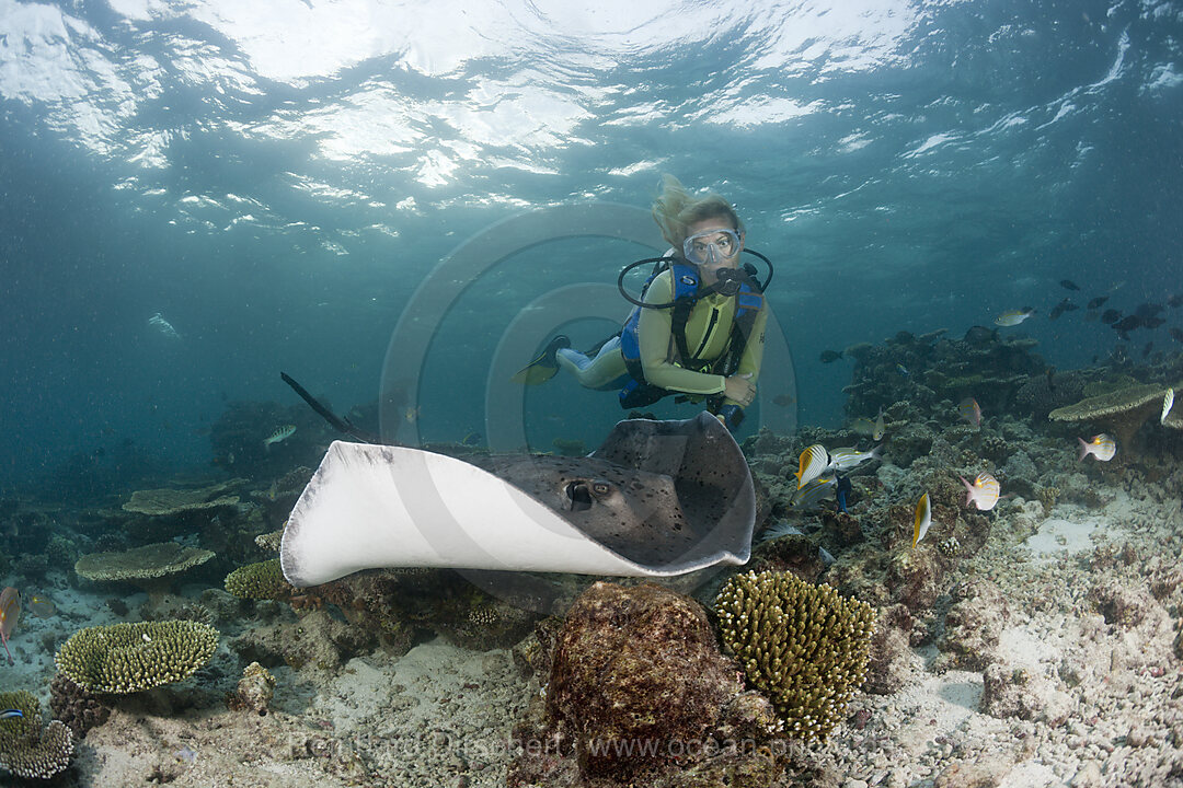 Blackspotted Stingray and Diver, Taeniura meyeni, Ellaidhoo House Reef, North Ari Atoll, Maldives