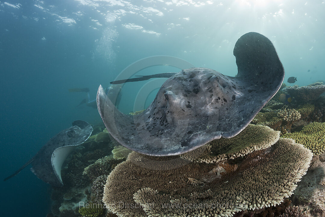 Blackspotted Stingray, Taeniura meyeni, Ellaidhoo House Reef, North Ari Atoll, Maldives