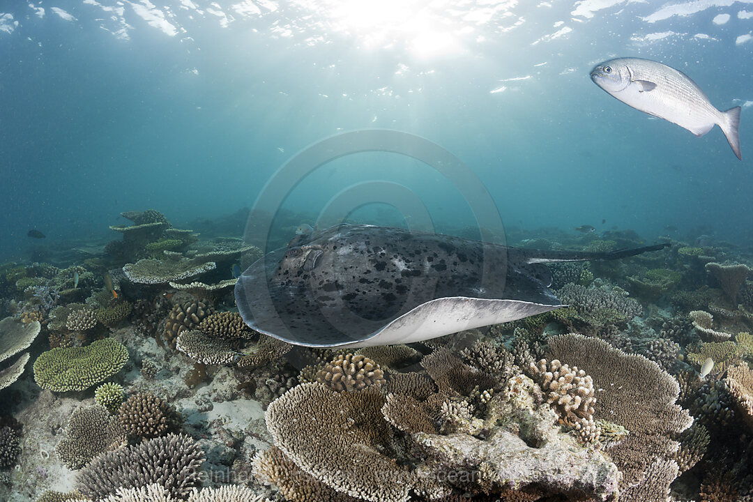 Schwarzflecken-Stechrochen, Taeniura meyeni, Ellaidhoo Hausriff, Nord Ari Atoll, Malediven