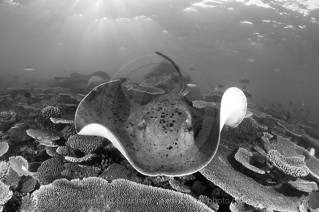 Schwarzflecken-Stachelrochen, Taeniura meyeni, Ellaidhoo Hausriff, Nord Ari Atoll, Malediven