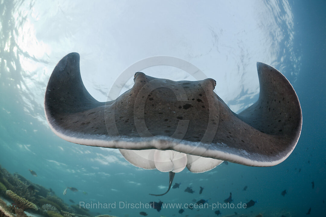 Blackspotted Stingray, Taeniura meyeni, Ellaidhoo House Reef, North Ari Atoll, Maldives