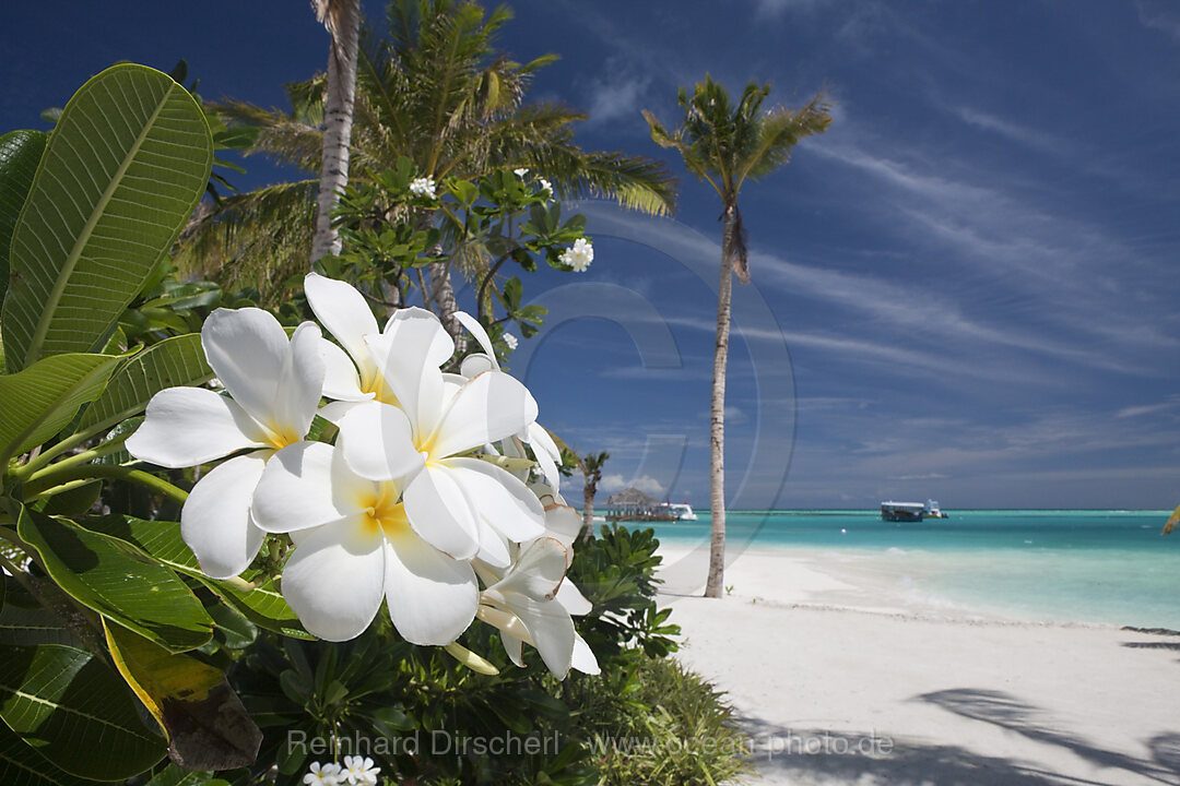 Strand der Malediveninsel Kandooma